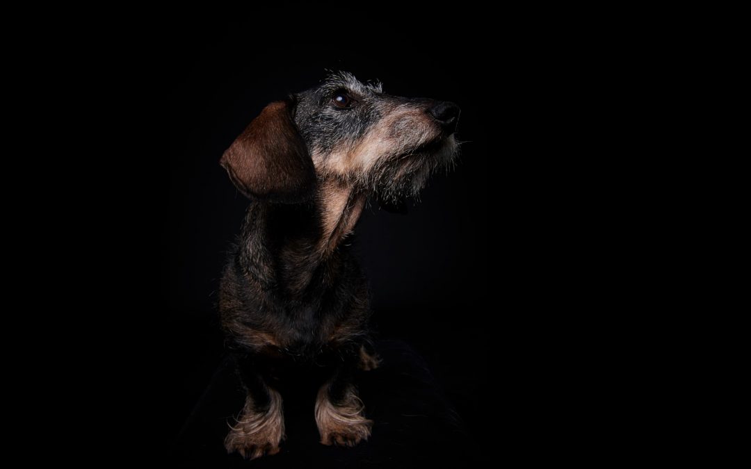 Eigensinn – was wir von einem Dackel lernen können